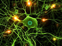 Axon | Sobald das Quecksilber das Axon hinaufgewandert ist, werden die Nervenschläuche verstopft, die Zelle kann sich nicht mehr entgiften, sie wird toxisch, stirbt ab oder lebt in chronischer Fehlversorgung. Axon